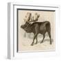 Moose or Elk-null-Framed Art Print