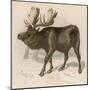 Moose or Elk-null-Mounted Art Print