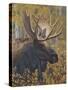 Moose Portrait-Jeffrey Hoff-Stretched Canvas