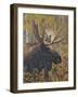 Moose Portrait-Jeffrey Hoff-Framed Photographic Print