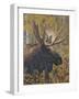 Moose Portrait-Jeffrey Hoff-Framed Photographic Print