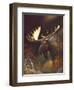 Moose Portrait-Leo Stans-Framed Art Print