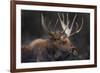 Moose Portrait-Danita Delimont-Framed Photo