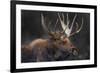 Moose Portrait-Danita Delimont-Framed Photo