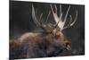 Moose Portrait-Danita Delimont-Mounted Photo