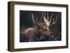 Moose Portrait-Danita Delimont-Framed Photo