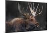 Moose Portrait-Danita Delimont-Mounted Photo