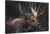 Moose Portrait-Danita Delimont-Stretched Canvas