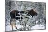 Moose Profile-Brenda Petrella Photography LLC-Mounted Giclee Print