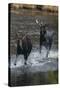 Moose Running in River-DLILLC-Stretched Canvas