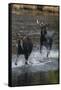 Moose Running in River-DLILLC-Framed Stretched Canvas