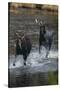 Moose Running in River-DLILLC-Stretched Canvas