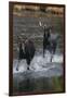 Moose Running in River-DLILLC-Framed Photographic Print