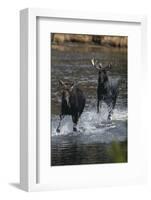 Moose Running in River-DLILLC-Framed Photographic Print