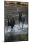 Moose Running in River-DLILLC-Mounted Photographic Print