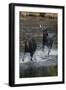 Moose Running in River-DLILLC-Framed Photographic Print