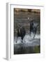 Moose Running in River-DLILLC-Framed Photographic Print