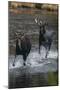 Moose Running in River-DLILLC-Mounted Photographic Print