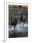 Moose Running in River-DLILLC-Framed Photographic Print