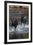 Moose Running in River-DLILLC-Framed Photographic Print