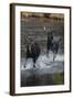 Moose Running in River-DLILLC-Framed Photographic Print