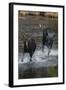 Moose Running in River-DLILLC-Framed Photographic Print