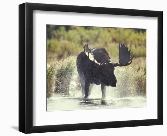 Moose Shower in Katmai National Park, Alaska, USA-Howie Garber-Framed Photographic Print