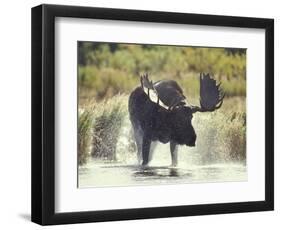 Moose Shower in Katmai National Park, Alaska, USA-Howie Garber-Framed Photographic Print