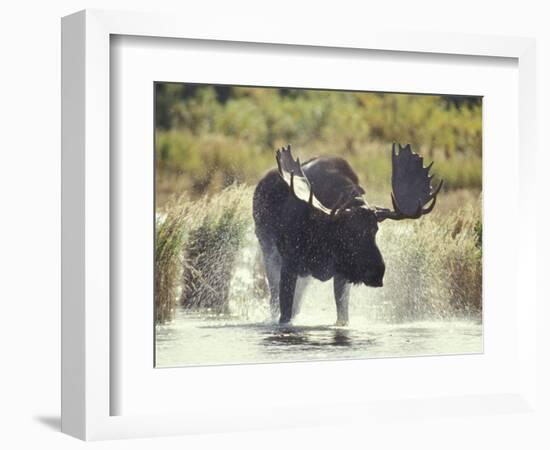 Moose Shower in Katmai National Park, Alaska, USA-Howie Garber-Framed Photographic Print