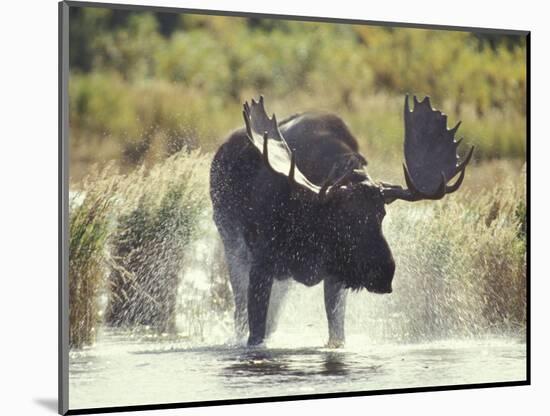 Moose Shower in Katmai National Park, Alaska, USA-Howie Garber-Mounted Photographic Print