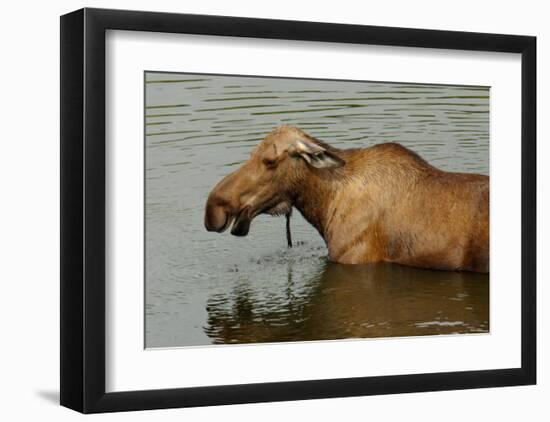 Moose Snack Time-Charles Glover-Framed Giclee Print