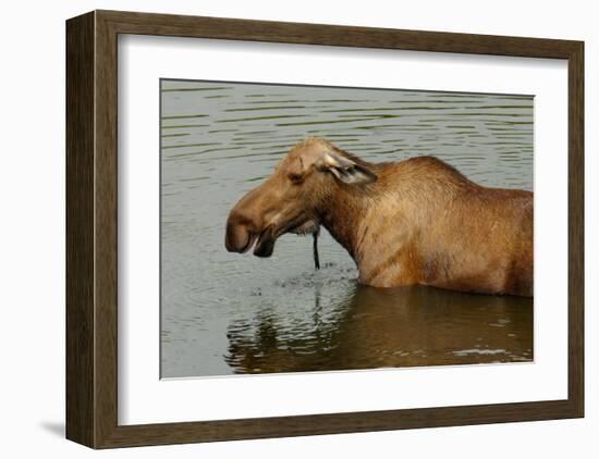 Moose Snack Time-Charles Glover-Framed Giclee Print