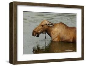 Moose Snack Time-Charles Glover-Framed Giclee Print