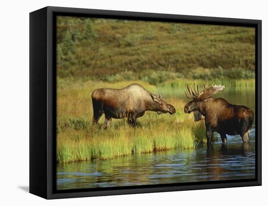 Moose Standing by Wonder Lake, Denali National Park, Alaska, USA-Hugh Rose-Framed Stretched Canvas