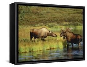 Moose Standing by Wonder Lake, Denali National Park, Alaska, USA-Hugh Rose-Framed Stretched Canvas
