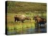 Moose Standing by Wonder Lake, Denali National Park, Alaska, USA-Hugh Rose-Stretched Canvas