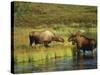 Moose Standing by Wonder Lake, Denali National Park, Alaska, USA-Hugh Rose-Stretched Canvas