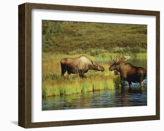 Moose Standing by Wonder Lake, Denali National Park, Alaska, USA-Hugh Rose-Framed Photographic Print