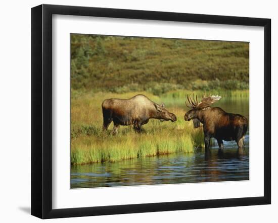 Moose Standing by Wonder Lake, Denali National Park, Alaska, USA-Hugh Rose-Framed Photographic Print