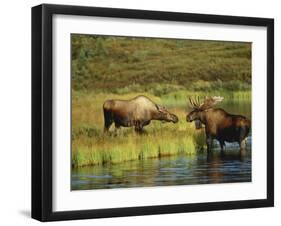 Moose Standing by Wonder Lake, Denali National Park, Alaska, USA-Hugh Rose-Framed Photographic Print