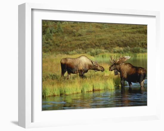 Moose Standing by Wonder Lake, Denali National Park, Alaska, USA-Hugh Rose-Framed Photographic Print