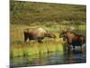 Moose Standing by Wonder Lake, Denali National Park, Alaska, USA-Hugh Rose-Mounted Photographic Print