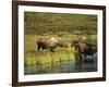 Moose Standing by Wonder Lake, Denali National Park, Alaska, USA-Hugh Rose-Framed Photographic Print