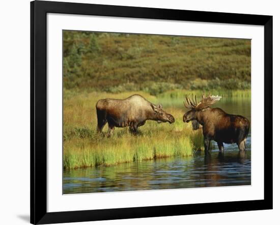 Moose Standing by Wonder Lake, Denali National Park, Alaska, USA-Hugh Rose-Framed Photographic Print