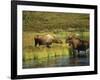 Moose Standing by Wonder Lake, Denali National Park, Alaska, USA-Hugh Rose-Framed Photographic Print