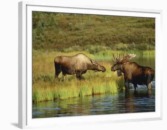 Moose Standing by Wonder Lake, Denali National Park, Alaska, USA-Hugh Rose-Framed Photographic Print