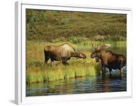 Moose Standing by Wonder Lake, Denali National Park, Alaska, USA-Hugh Rose-Framed Photographic Print