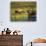 Moose Standing by Wonder Lake, Denali National Park, Alaska, USA-Hugh Rose-Photographic Print displayed on a wall