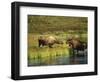 Moose Standing by Wonder Lake, Denali National Park, Alaska, USA-Hugh Rose-Framed Photographic Print