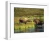 Moose Standing by Wonder Lake, Denali National Park, Alaska, USA-Hugh Rose-Framed Photographic Print